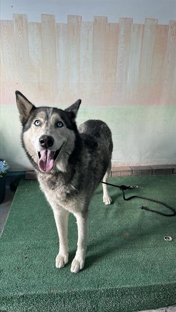 Canelo, a Siberian Husky, available for adoption
