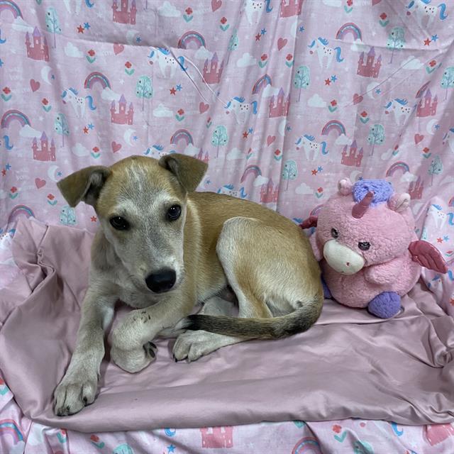 Tommy, a Husky, available for adoption