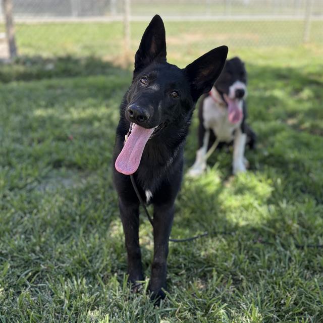 Tiffany, a German Shepherd, available for adoption