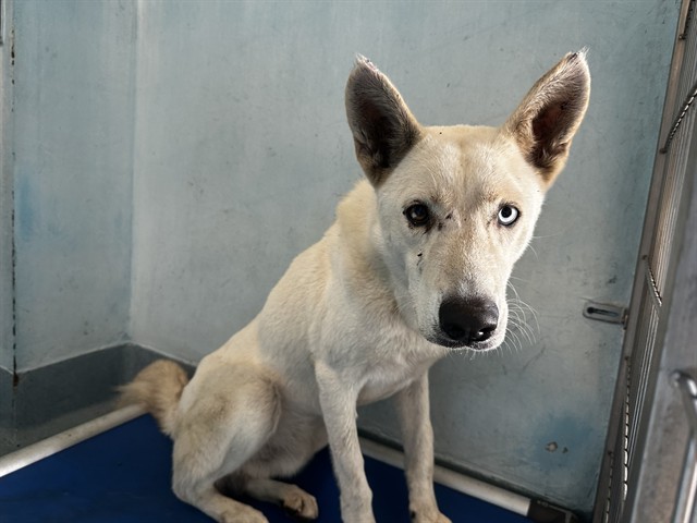 A5798055, a Husky, available for adoption