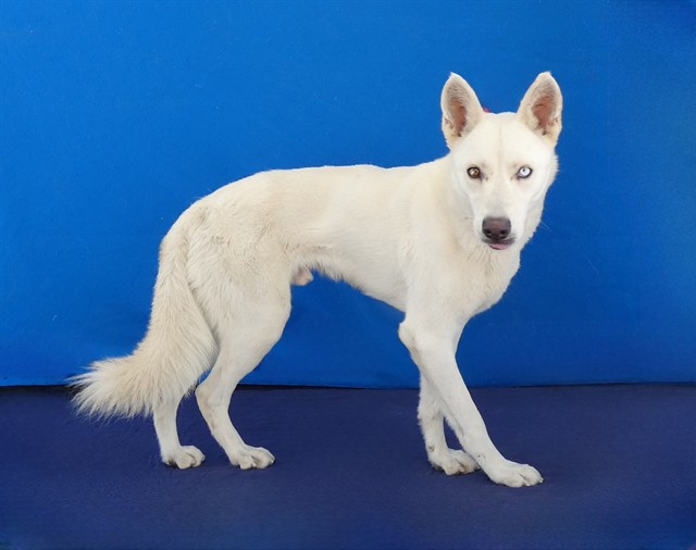 Kobe, a Husky, available for adoption