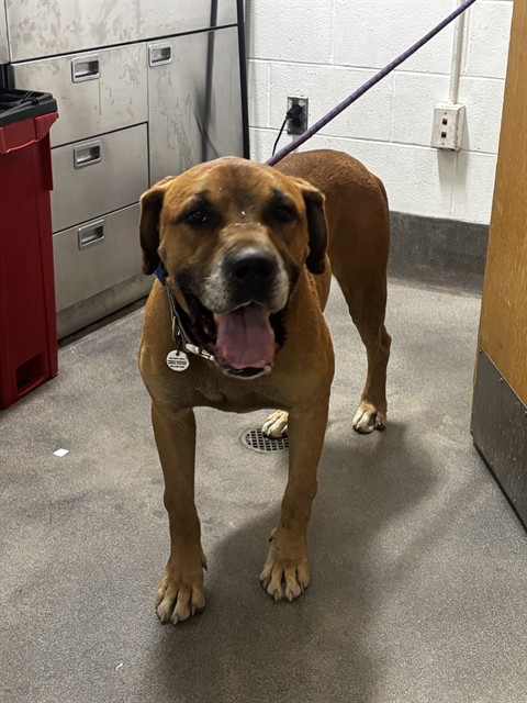Bruiser, a Cane Corso Mastiff (mix breed), available for adoption