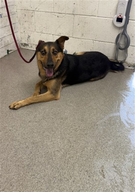 Dahlia, a German Shepherd (mix breed), available for adoption