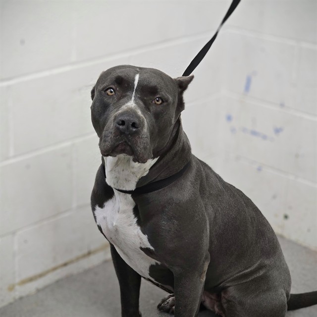Sissy, a Pit Bull Terrier (mix breed), available for adoption