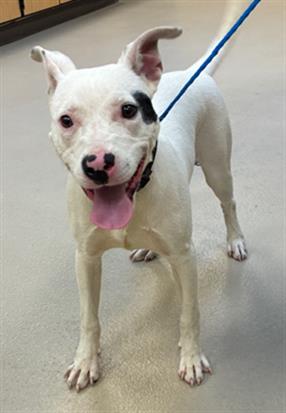 Collard Green, a Pit Bull Terrier (mix breed), available for adoption