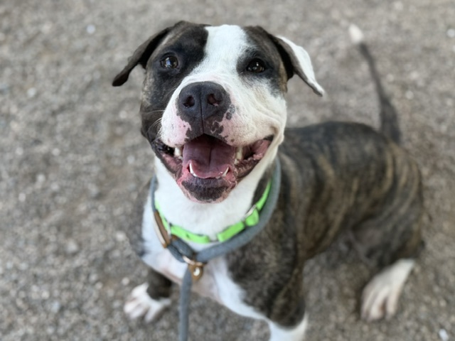 Gladys, a Pit Bull Terrier, available for adoption