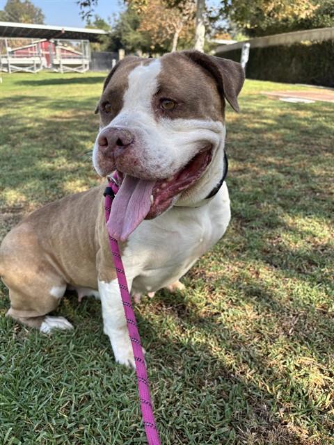 Luna, a Pit Bull Terrier, available for adoption