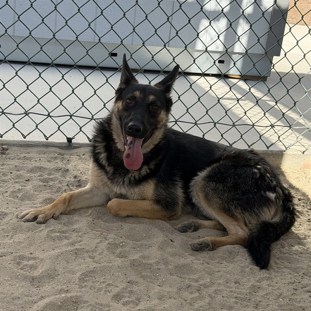 Bethany, a German Shepherd, available for adoption