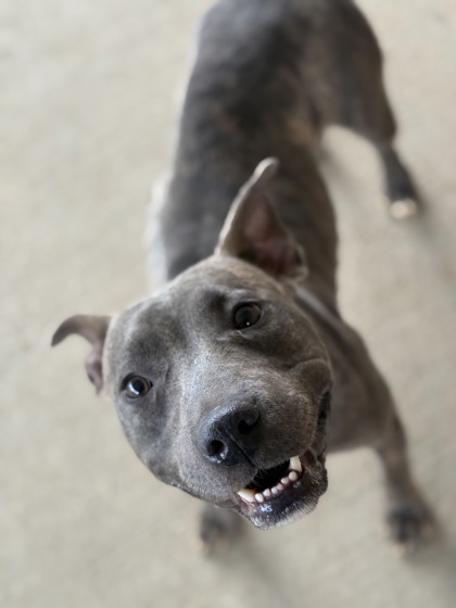 Brynn, a Pit Bull Terrier, available for adoption