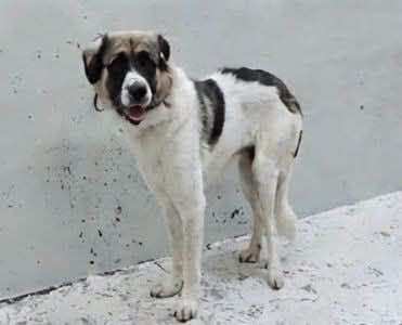 North, a Saint Bernard St. Bernard (mix breed), available for adoption