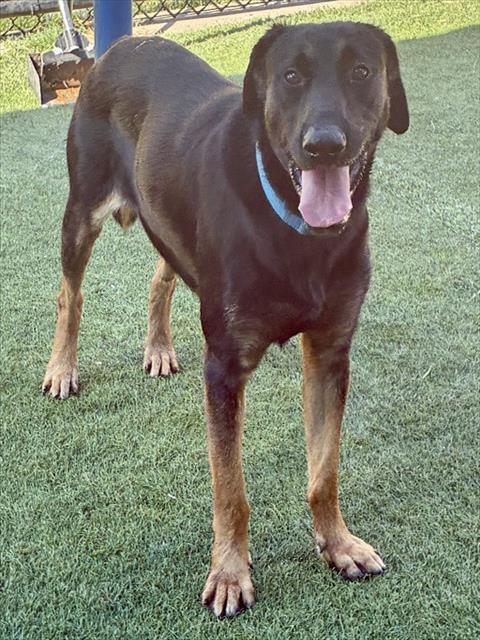 Joe Jonas, a German Pinscher (mix breed), available for adoption