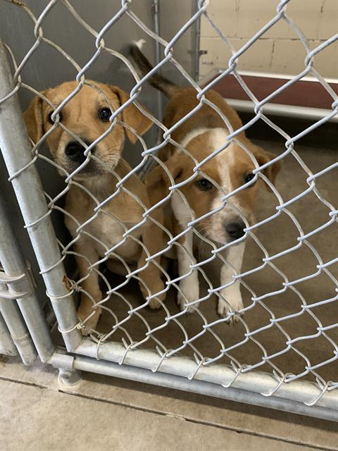 Brit, a Labrador Retriever (mix breed), available for adoption