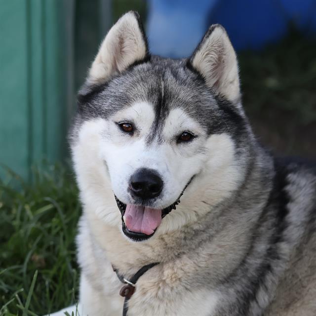 Boy, a Alaskan Malamute, available for adoption