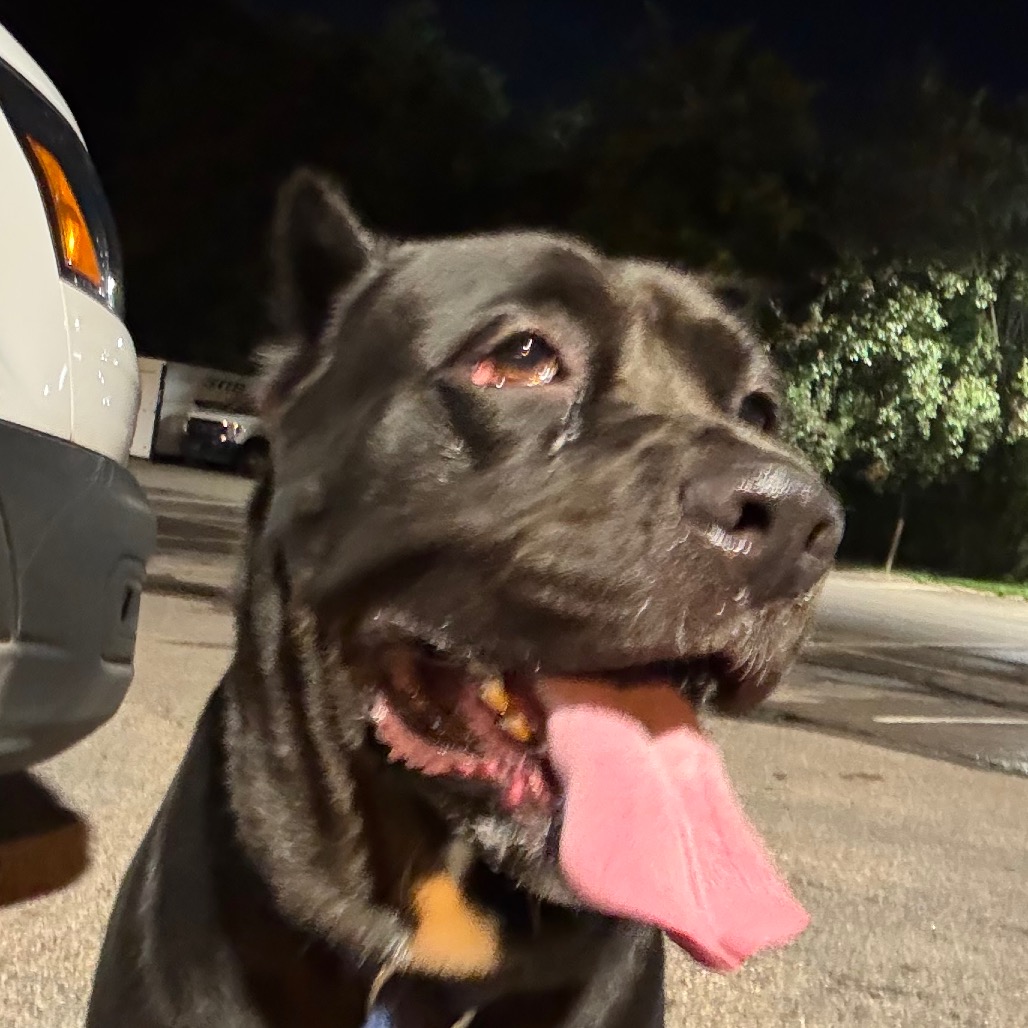 Pocono, a Mastiff, available for adoption