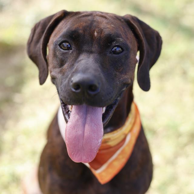 Johannes, a Hound (mix breed), available for adoption