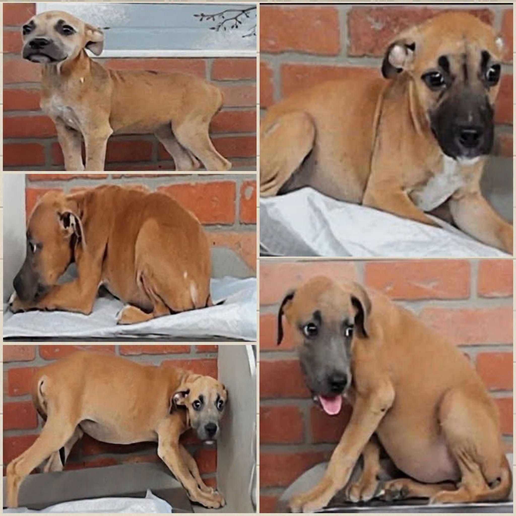 Nelson + 5, a Staffordshire Bull Terrier (mix breed), available for adoption
