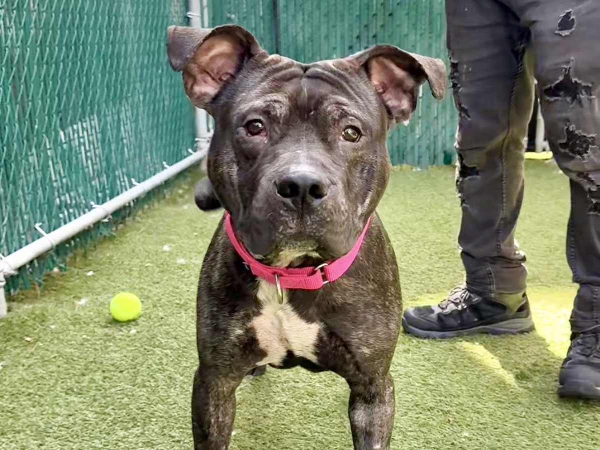 Ethan, a Pit Bull Terrier, available for adoption