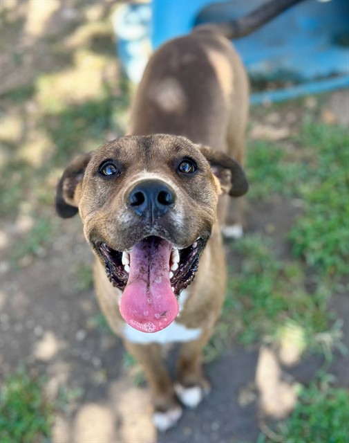 Simon, a Shepherd (mix breed), available for adoption