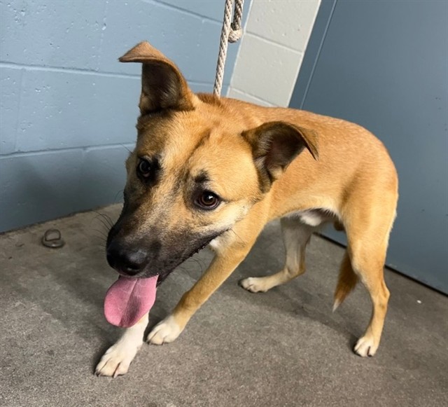 Capibara, a Siberian Husky, available for adoption