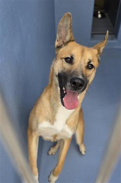 Capibara, a Siberian Husky, available for adoption