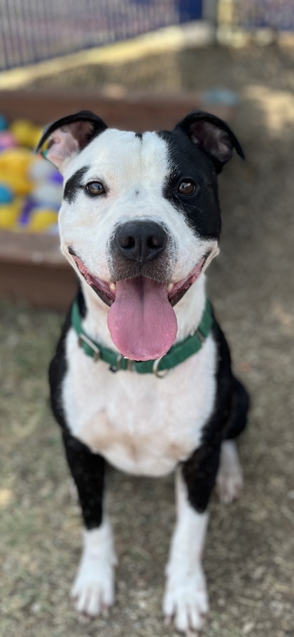 Chopper, a Pit Bull Terrier, available for adoption