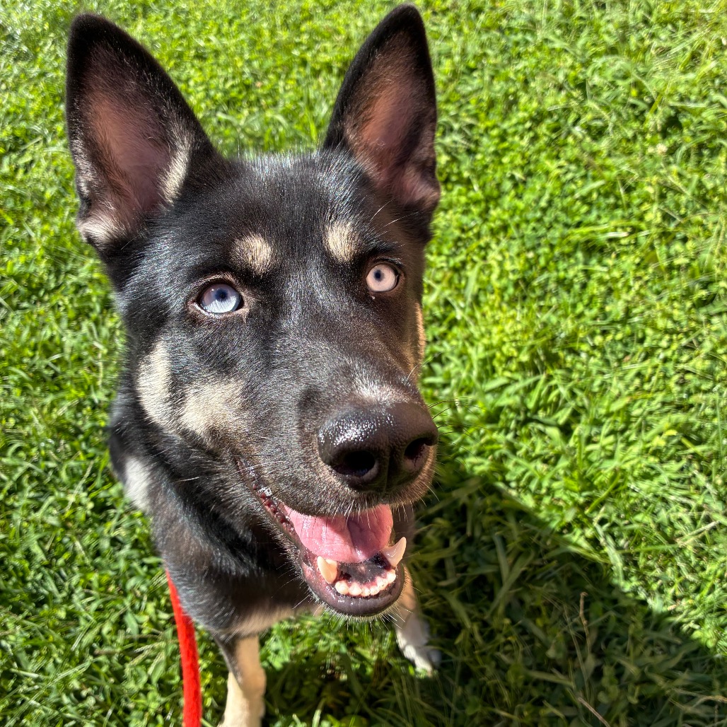 Midnight Sky, a Shepherd (mix breed), available for adoption