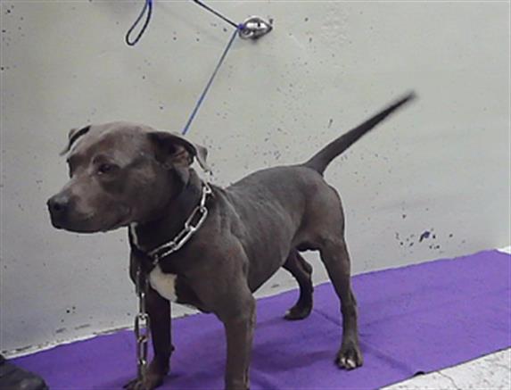 Chester, a Staffordshire Bull Terrier (mix breed), available for adoption