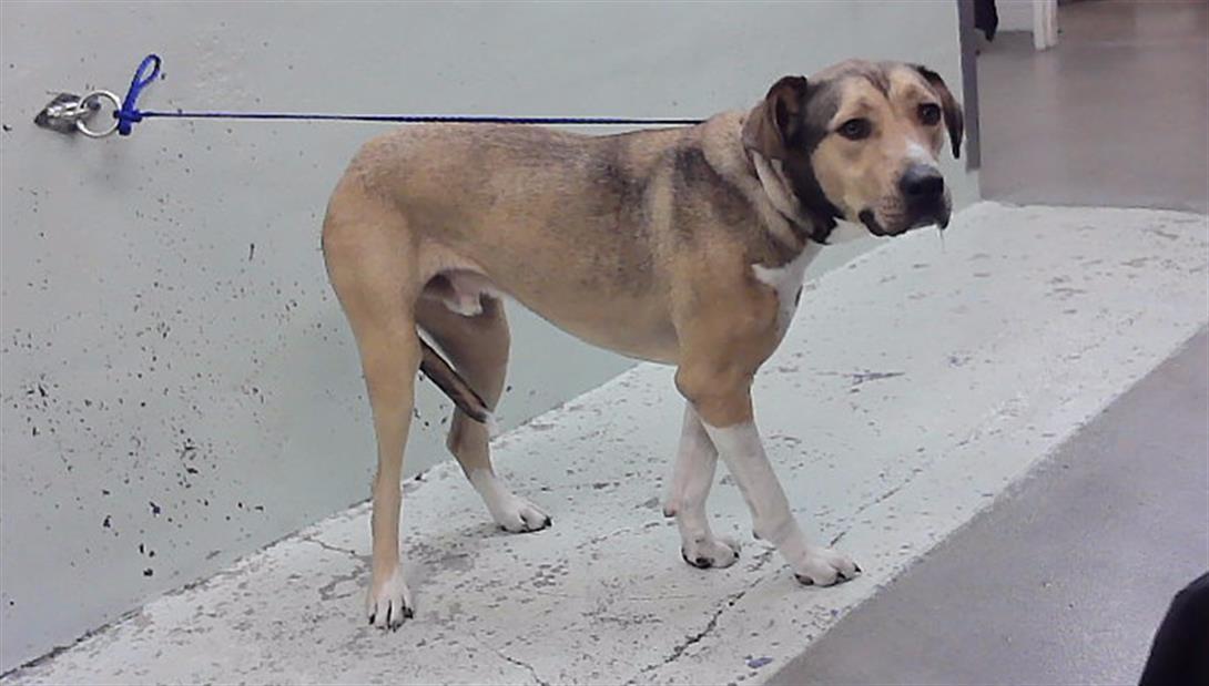 Duke, a Staffordshire Bull Terrier (mix breed), available for adoption