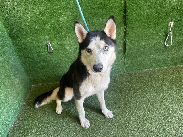 Luna, a Siberian Husky, available for adoption