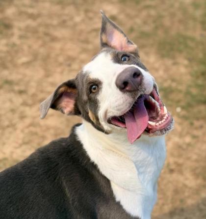 Chapman, a American Staffordshire Terrier (mix breed), available for adoption