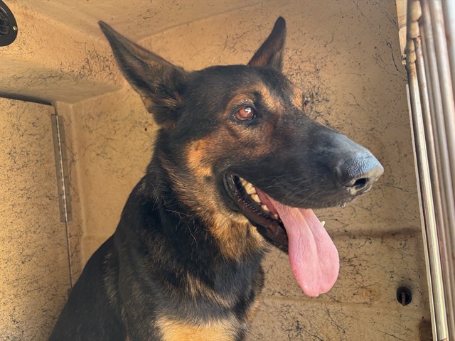 A481142, a German Shepherd (mix breed), available for adoption