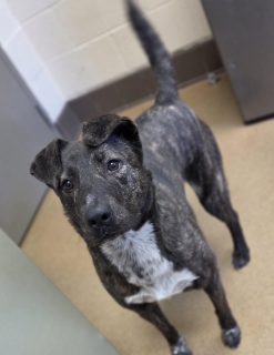 Nona, a Dutch Shepherd (mix breed), available for adoption