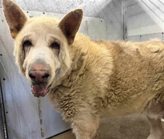 Mushu, a Akita (mix breed), available for adoption