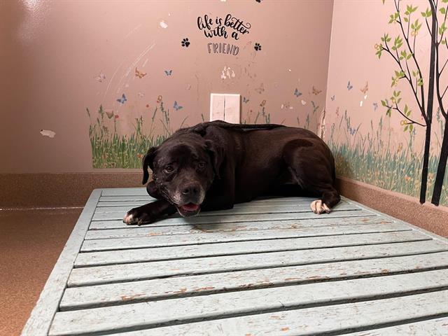 Whiskey, a Labrador Retriever, available for adoption