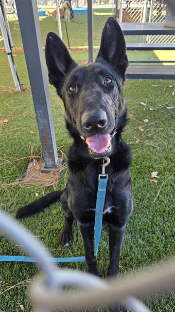 Manny, a German Shepherd, available for adoption