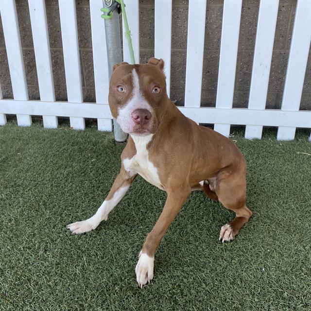Ginger Billy, a Pit Bull Terrier, available for adoption
