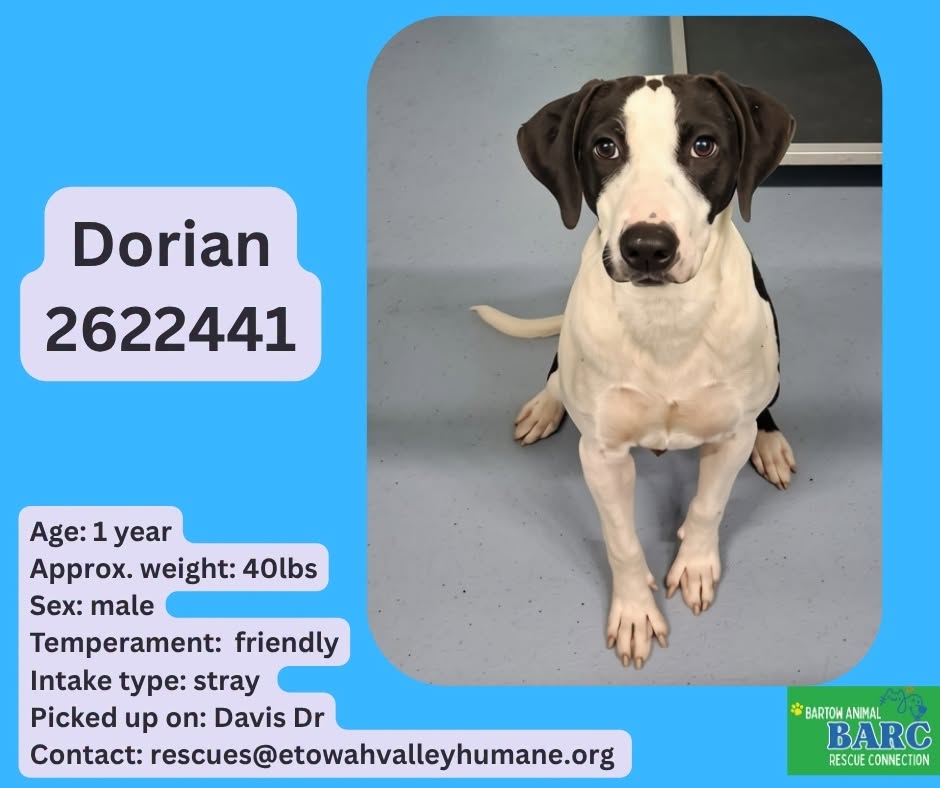 Dorian, a Retriever, available for adoption