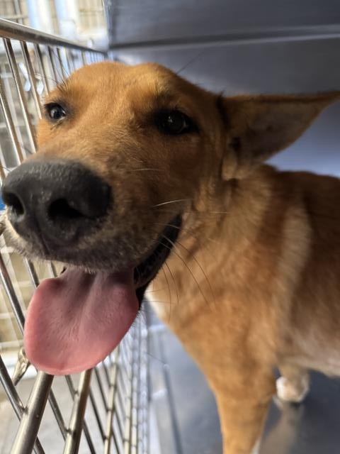 Bud, a Shepherd (mix breed), available for adoption