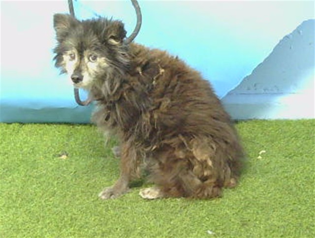 A5805826, a Pomeranian, available for adoption