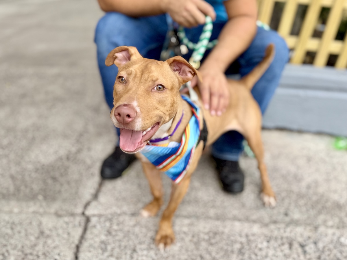 Parma Reggiano, a Pit Bull Terrier, available for adoption