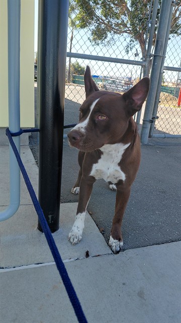 A5805578, a Pit Bull Terrier, available for adoption
