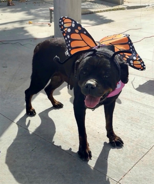 Olga, a Rottweiler, available for adoption