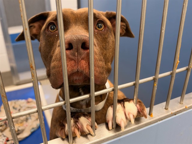 Topo, a Pit Bull Terrier (mix breed), available for adoption