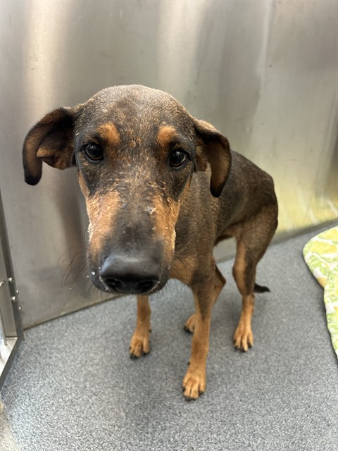 Katy, a German Pinscher (mix breed), available for adoption