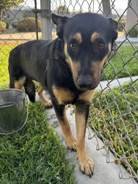 Luisa, a German Pinscher (mix breed), available for adoption