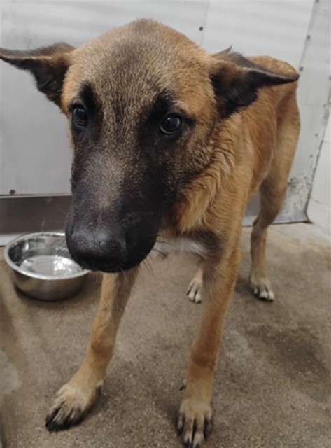 Oskar, a Belgian Shepherd Malinois, available for adoption