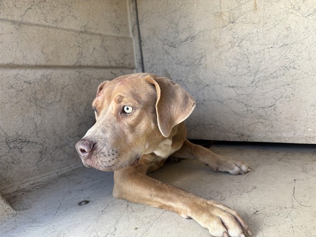 A481904, a Pit Bull Terrier (mix breed), available for adoption