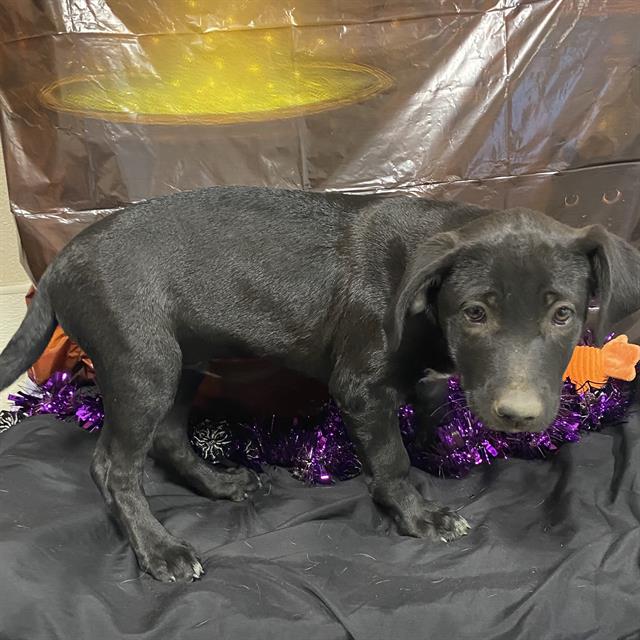 Spider, a Pit Bull Terrier, available for adoption
