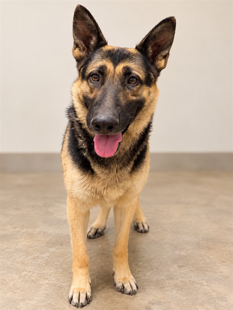 Butch, a German Shepherd, available for adoption