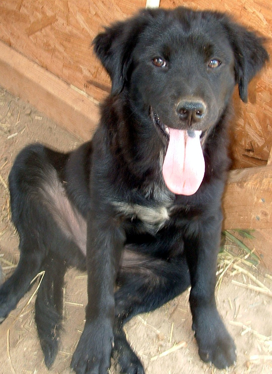Other Photos of thie Dog